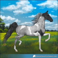 Horse Color:Black Tobiano 