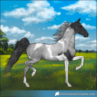 Horse Color:Black Tobiano 