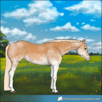 Horse Color:White Spotted Chestnut 