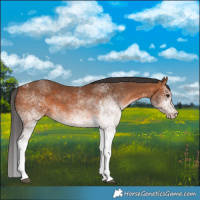 Horse Color:White Spotted Bay 