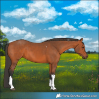 Horse Color:Bay Tobiano Rabicano 