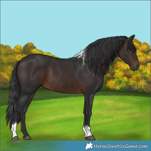 Horse Color:Brown Tobiano 