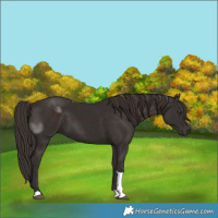 Horse Color:Liver Chestnut Tobiano 