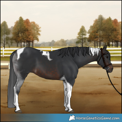 Horse Color:Brown Tobiano 