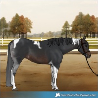 Horse Color:Brown Tobiano 