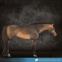 Horse Color:Buckskin