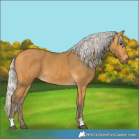 Horse Color:Silver Buckskin 