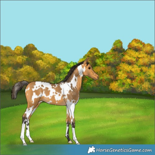 Horse Color:White Spotted Buckskin 