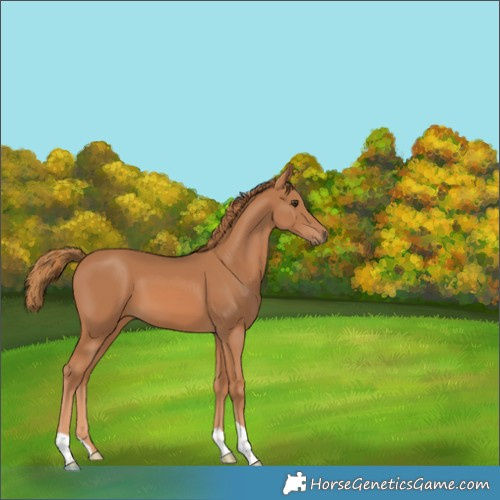 Horse Color:Chestnut 