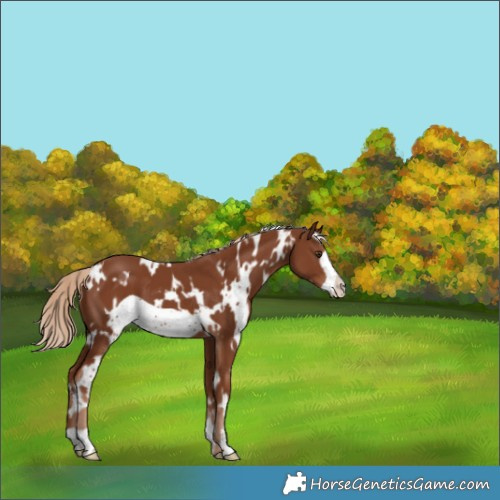Horse Color:White Spotted Chestnut Frame 