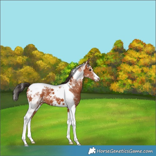 Horse Color:Bay Splash Tobiano Frame 