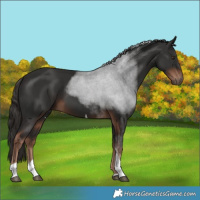 Horse Color:Liver Chestnut Tobiano