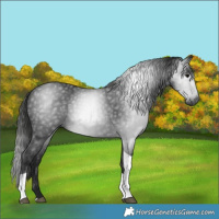 Horse Color:Gray Black Tobiano 