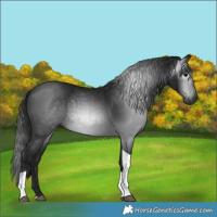 Horse Color:Gray Black Tobiano 
