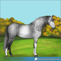 Horse Color:Gray Black Tobiano 