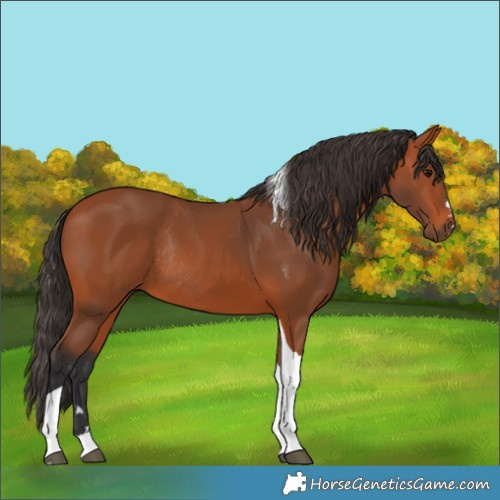 Horse Color:Bay Tobiano Rabicano 