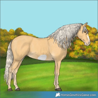 Horse Color:Palomino Frame Appaloosa 