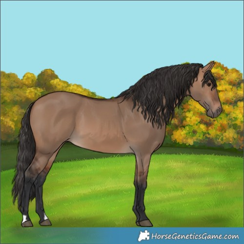 Horse Color:Brown Dun 