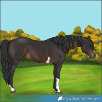 Horse Color:Brown Tobiano