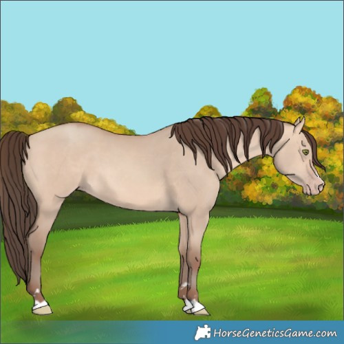 Horse Color:Amber Champagne Dun
