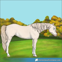 Horse Color:Perlino