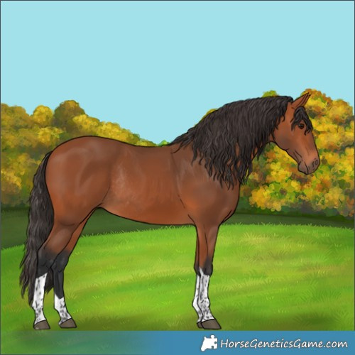 Horse Color:Bay Tobiano Rabicano