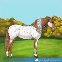 Horse Color:Chestnut Tobiano Near Leopard Rabicano 