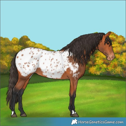Horse Color:Bay Appaloosa Rabicano