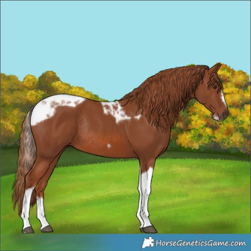 Horse Color:Chestnut Tobiano Frame Rabicano 