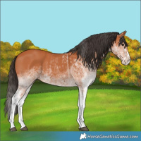 Horse Color:White Spotted Bay Splash and White Spotted Bay Splash