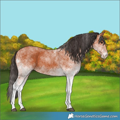 Horse Color:White Spotted Bay 