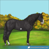 Horse Color:Smoky Black Splash Frame 