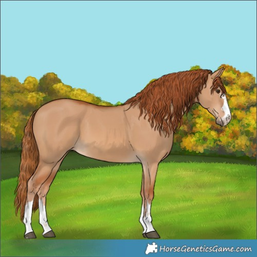 Horse Color:Red Dun 