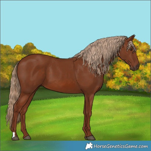 Horse Color:Chestnut 