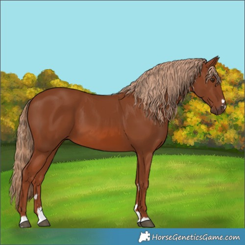 Horse Color:Chestnut 