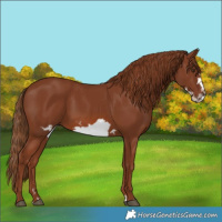 Horse Color:Chestnut Frame