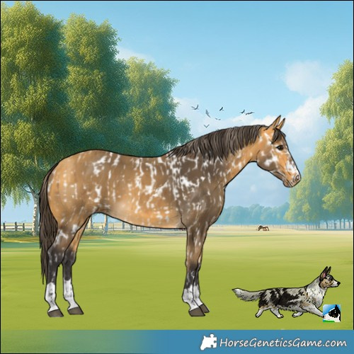 Horse Color:Buckskin Near Leopard  and Buckskin 