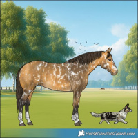 Horse Color:Buckskin Appaloosa  and Buckskin 