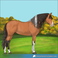 Horse Color:Bay Splash Tobiano
