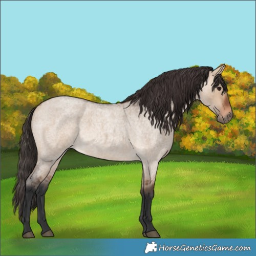 Horse Color:Bay Roan Dun