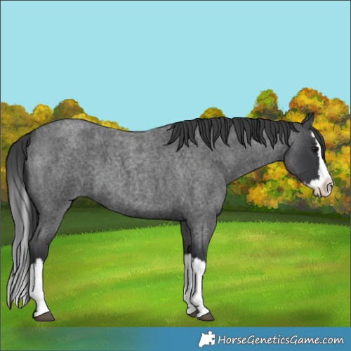 Horse Color:Blue Roan Splash 