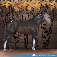 Horse Color:Brown Tobiano 