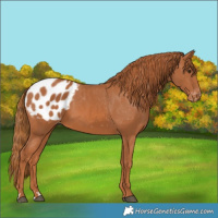 Horse Color:Chestnut Appaloosa