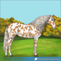 Horse Color:Palomino Near Leopard 