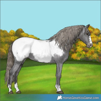 Horse Color:Smoky Black Near Fewspot 