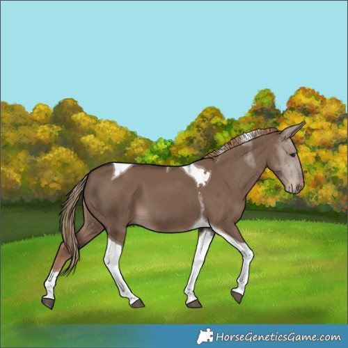 Horse Color:Liver Red Dun Tobiano 