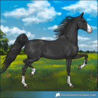 Horse Color:Black 