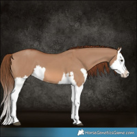 Horse Color:Red Dun Splash  and Red Dun Splash 