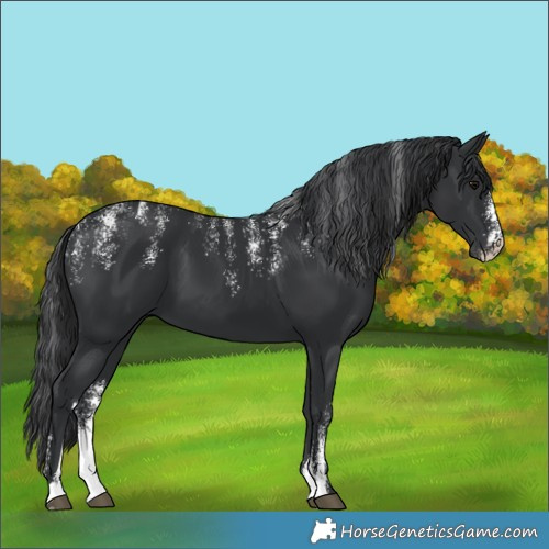 Horse Color:Powder White Black