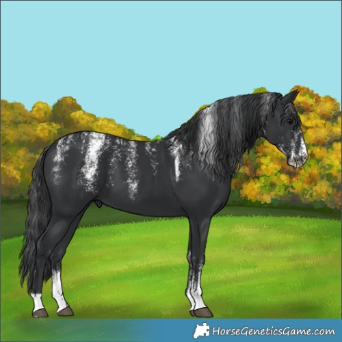 Horse Color:Unknown 